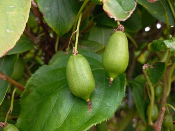 Groene kiwibessen