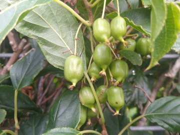 Rijpe, groene kiwibessen in plant.