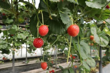 Aardbeien hangend uit een pot