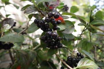 Zwarte vruchten van de appelbes