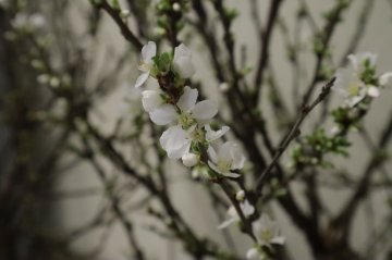 Witte bloemen van de Nankingkers