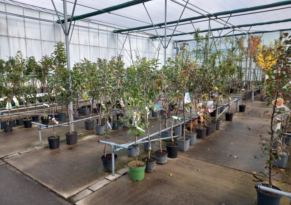 De herfst is de beste tijd om fruitbomen te planten. Maar waarom eigenlijk?