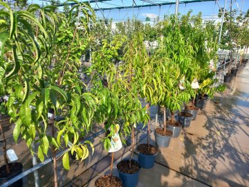 Perzikbomen in pot in de zomer