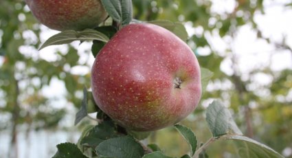 Stoofappel boom 'Zoete Ermgaard' - vanaf € 18,99 - Consumptieappelbomen