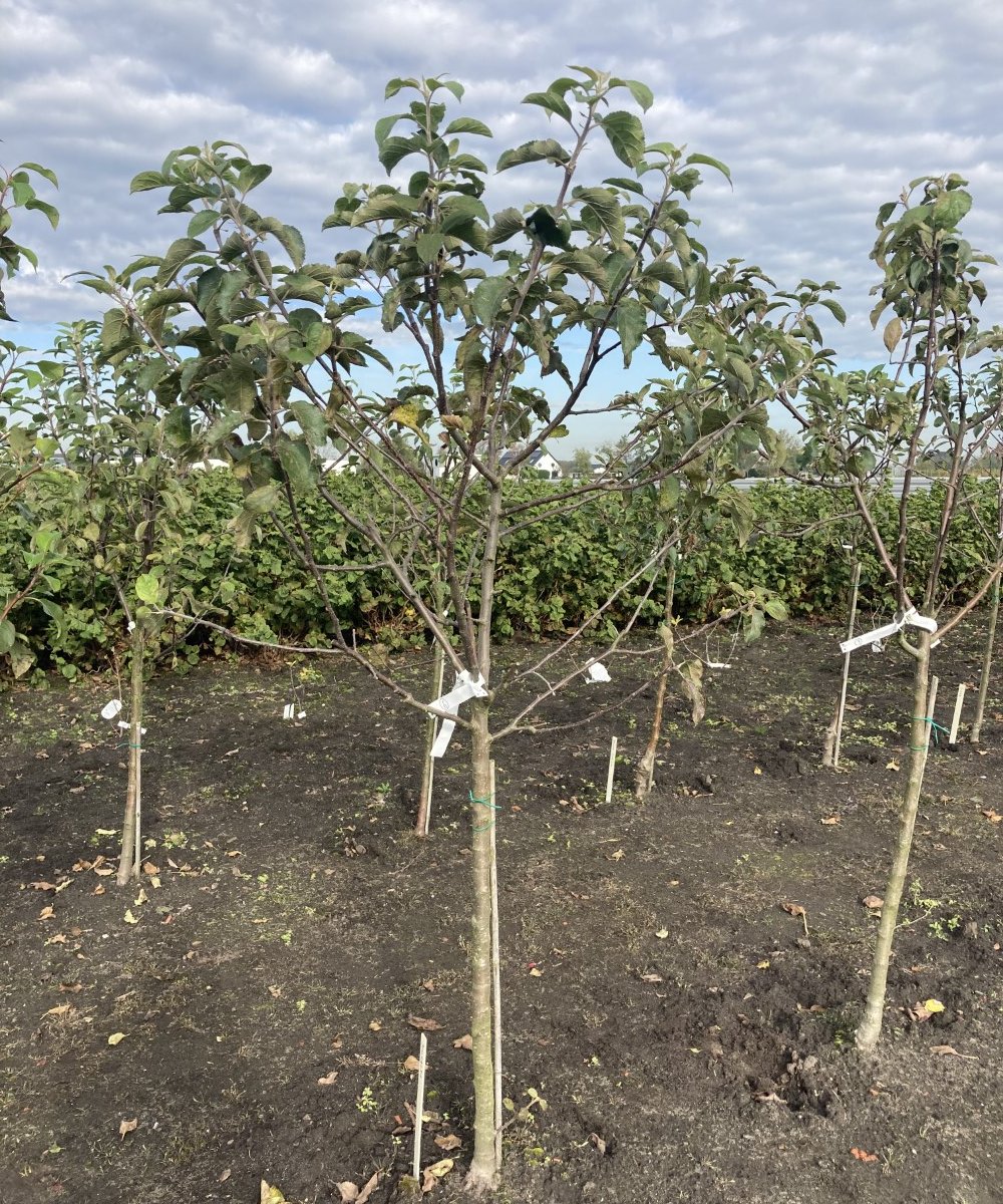 Foto van de karakterfruitboom KB00117