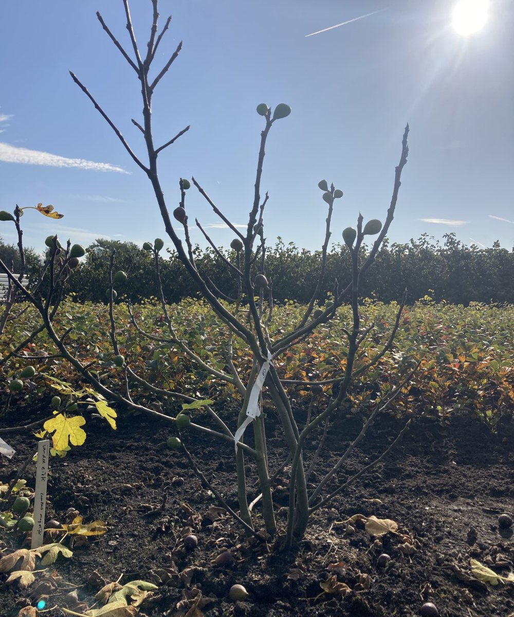 Foto van de karakterfruitboom KB00127