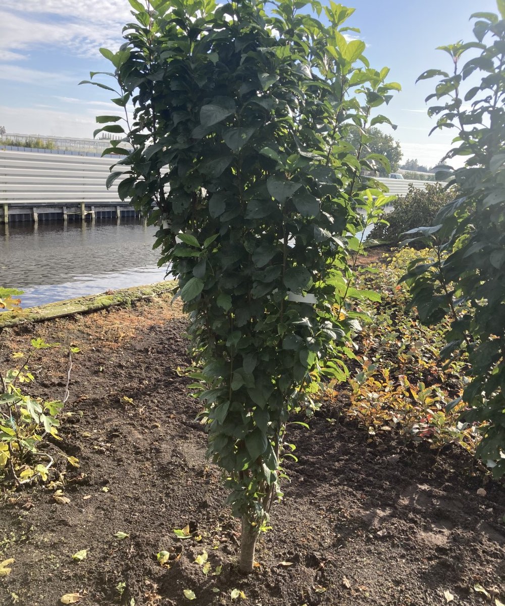 Foto van de karakterfruitboom KB00128