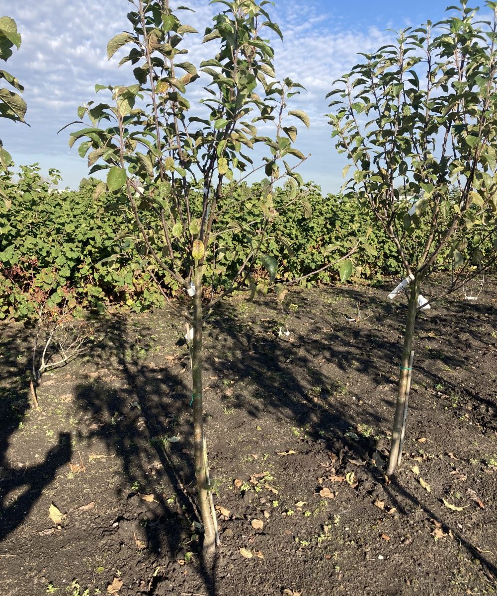 Foto van de karakterfruitboom KB00132