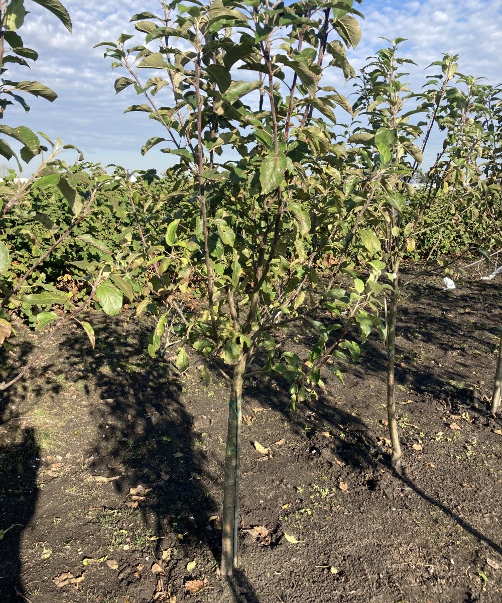 Foto van de karakterfruitboom KB00133