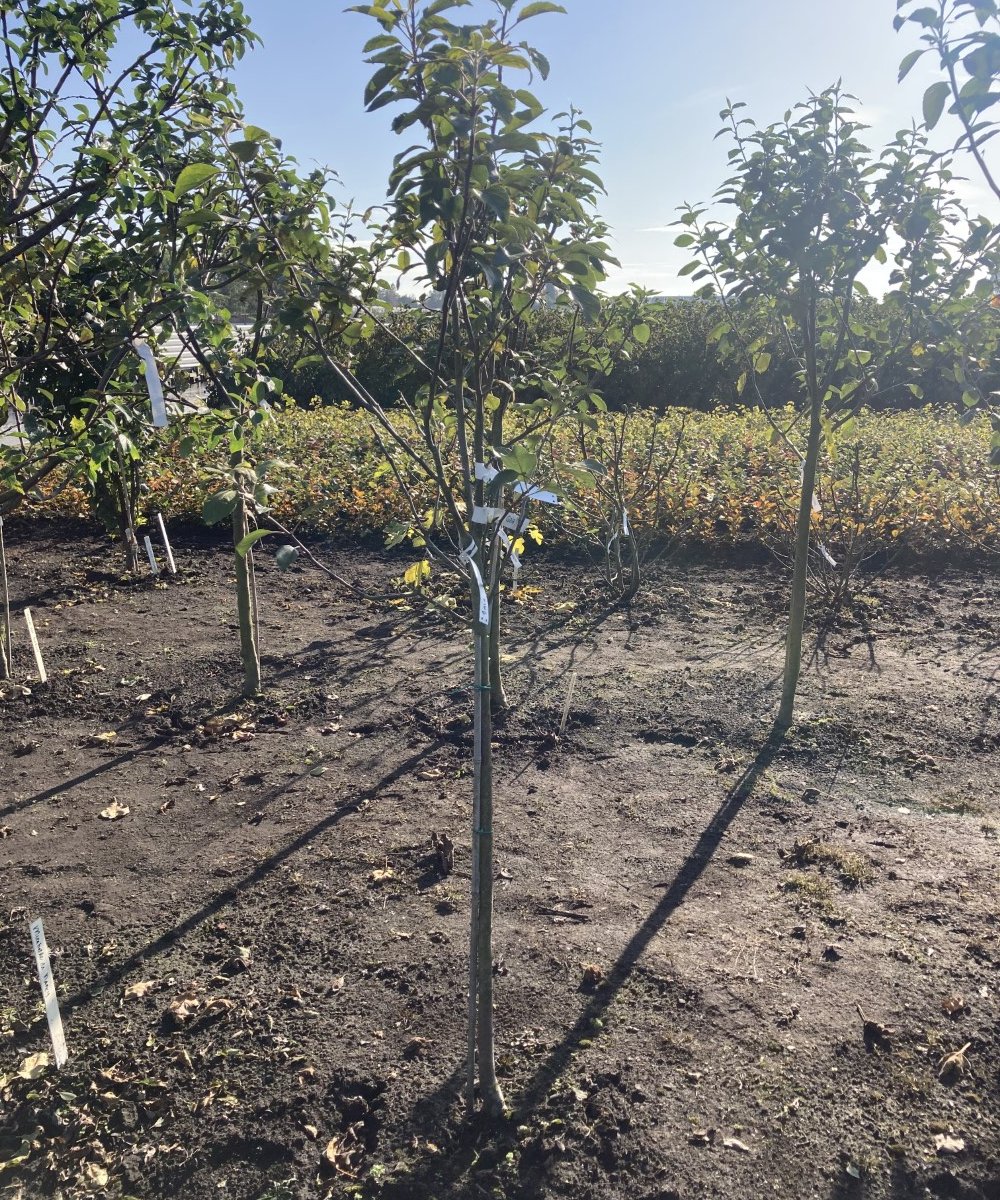 Foto van de karakterfruitboom KB00139