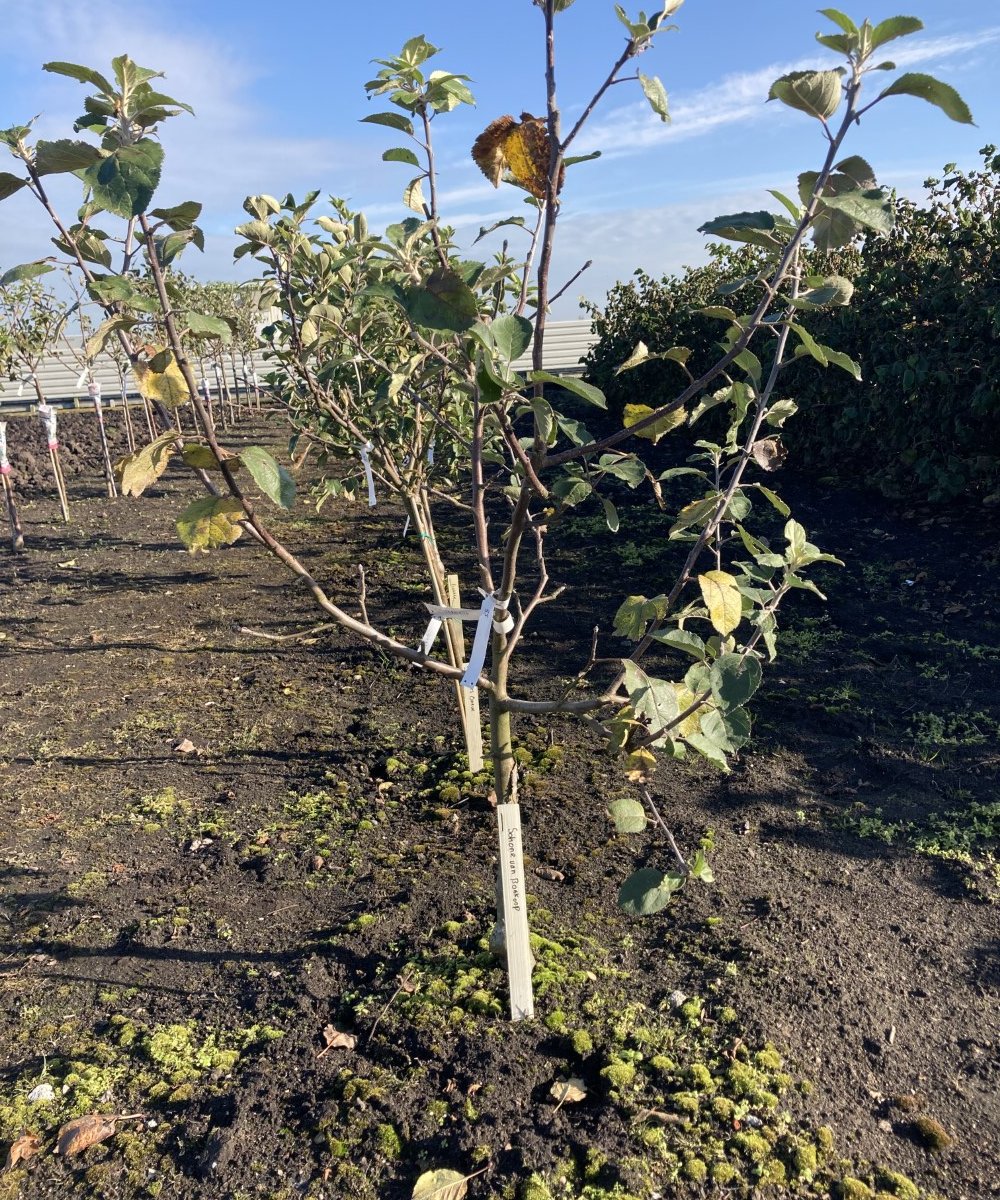 Appelboom 'Schone van Boskoop'