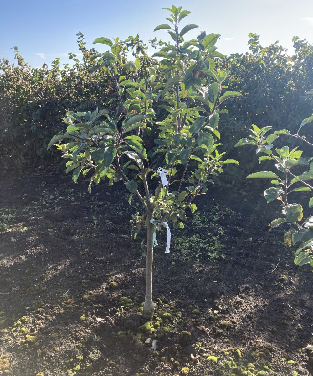 Appelboom 'Ecolette'