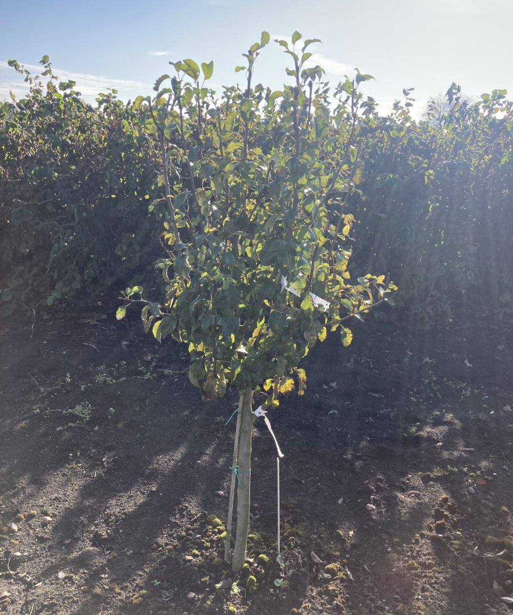 Foto van de karakterfruitboom KB00154