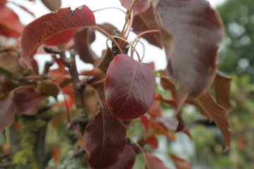 Herfstkleuren van perenboom