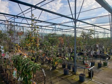 Fruitbomen in onze winkel