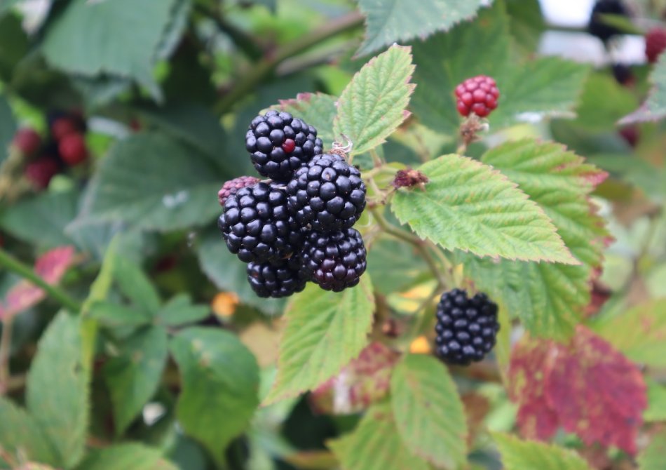 Een fruitstruik verplanten en verplaatsen, hoe pak je dat aan?