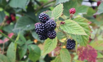 Een fruitstruik verplanten en verplaatsen, hoe pak je dat aan?