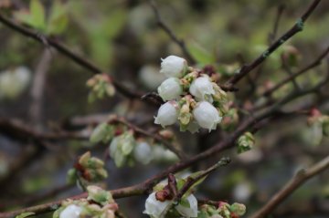 Witte klokvormige bloemen van de blauwe bes