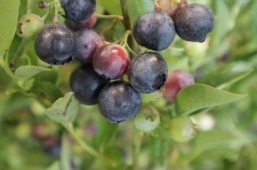 Blauwe bessen in struik, close-up