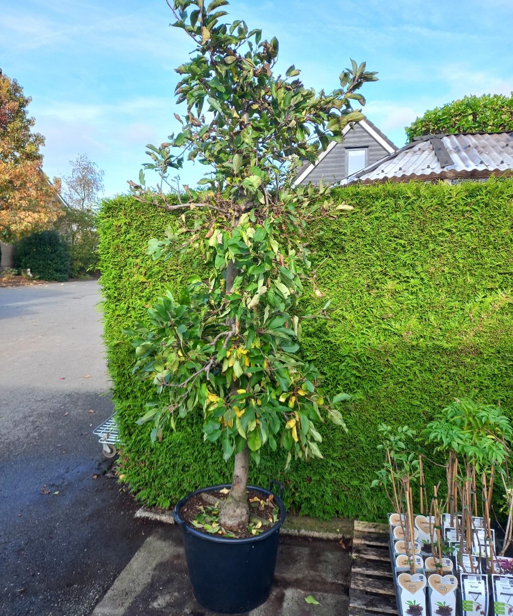 Foto van de karakterfruitboom KB00169