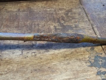 Zwarte verkleuring door vruchtboomkanker op zijtak