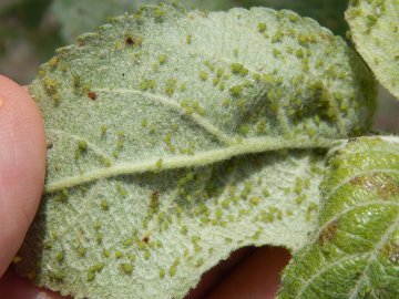 Bladluis op blad appelboom