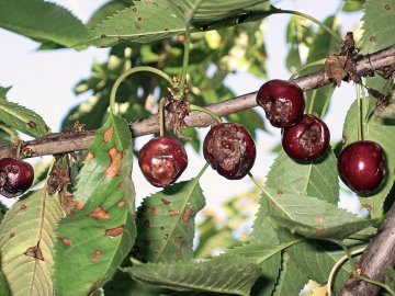 Monilia rot bij kersen in kersenboom