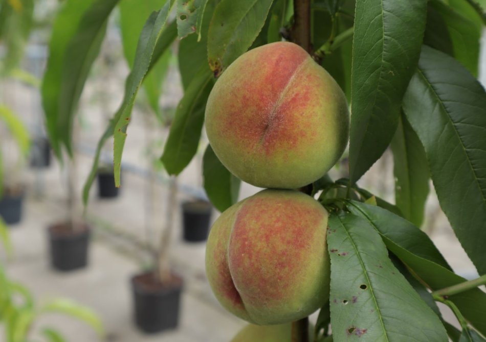 Een perzikboom in Nederland - zo doe je dat