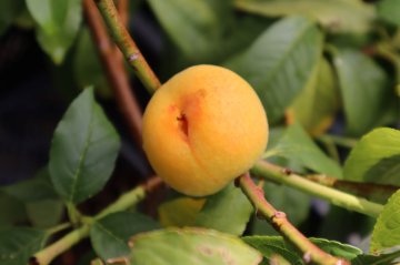 Gele perzik van het ras Yellow Peach