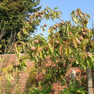 Perzikboom met perziken tegen muur