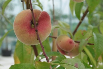 Platte perziken in boom