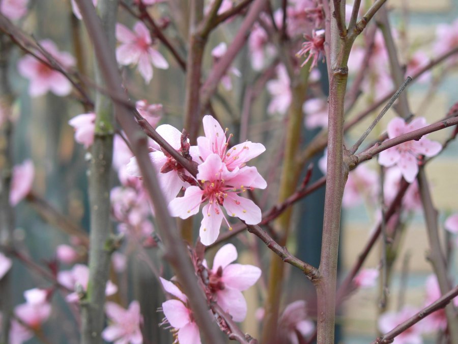 Bloemen van perzikboom