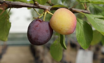 De 5 pruimenbomen met de zoetste vruchten voor in Nederland