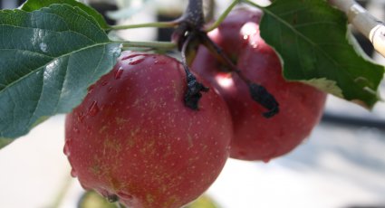 Appelboom 'Elise' ® - vanaf € 22,99 - Consumptieappelbomen