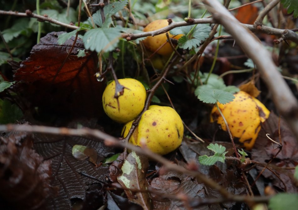 Deze tuinklussen zijn het belangrijkste in de fruittuin in Januari