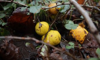 Deze tuinklussen zijn het belangrijkste in de fruittuin in Januari