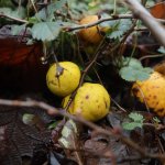 Deze tuinklussen zijn het belangrijkste in de fruittuin in Januari