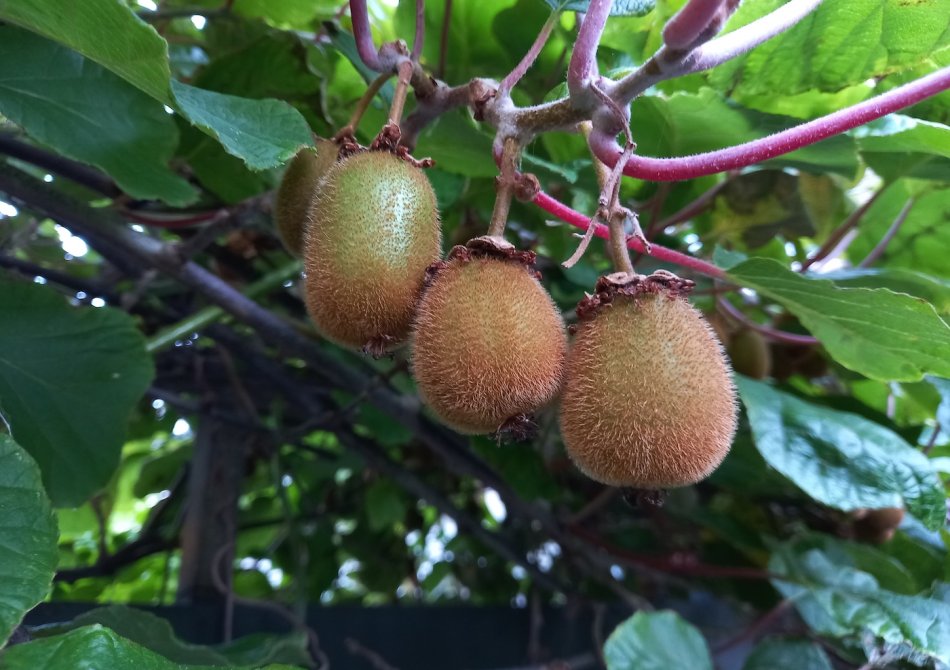 Na jaren nog geen bloemen of fruit in een kiwiplant? Zo los je dat op!