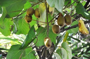 Kiwis in kiwiplant