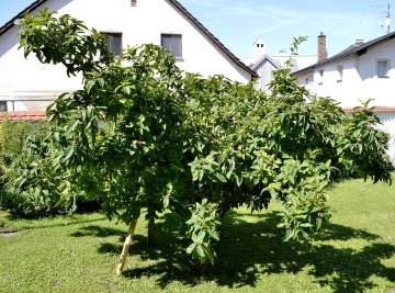 Vaasvormige mispelboom in tuin