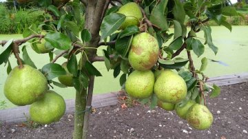 Perenboom met veel peren