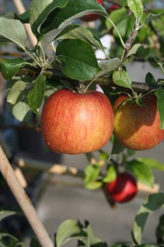 Benoni appels