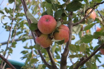 Alkmene appels in appelboom
