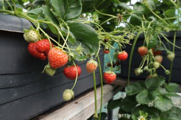 Aardbeien in bakken