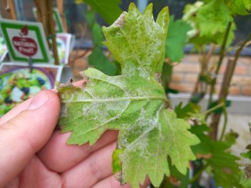 Meeldauw op het blad van een druivenstruik