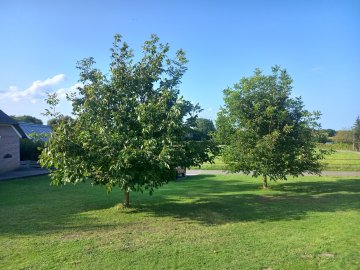 Walnotenbomen in weiland