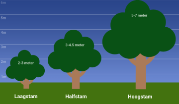 Laagstam, halfstam en hoogstam fruitboom hoogte op diagram (3, 5 en 7 meter).