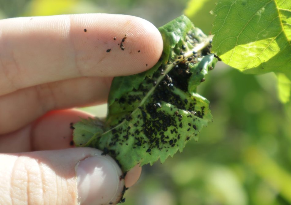 Mieren in fruitbomen: Kan het kwaad en wat kan je ertegen doen?