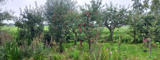Zo vind je de beste plek in je tuin om een fruitboom te planten