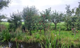 Zo vind je de beste plek in je tuin om een fruitboom te planten